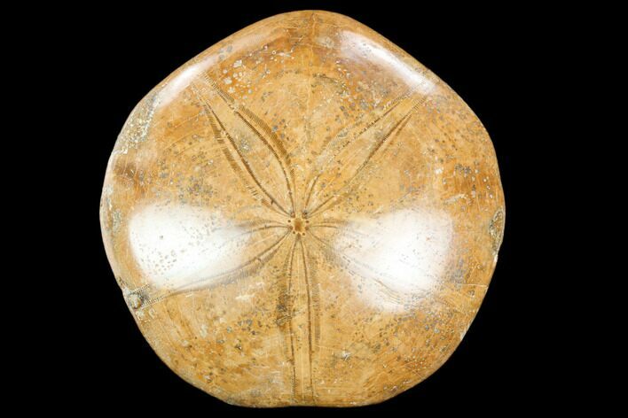 Polished Fossil Sand Dollar (Mepygurus) - Jurassic #119788